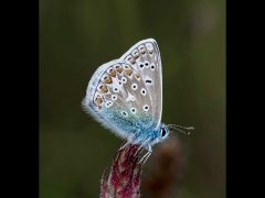 Chris Willis CPAGB BPE3-Common Blue-Commended.jpg